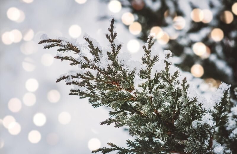 cedro durante el invierno