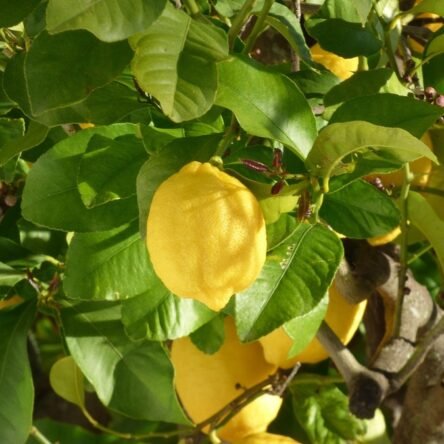 Propiedades del aceite esencial de limón