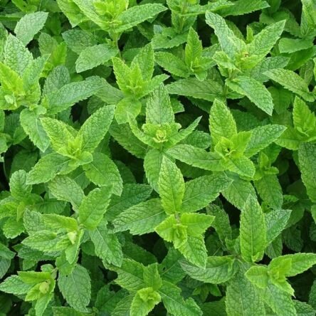 Propiedades del Aceite esencial de Menta