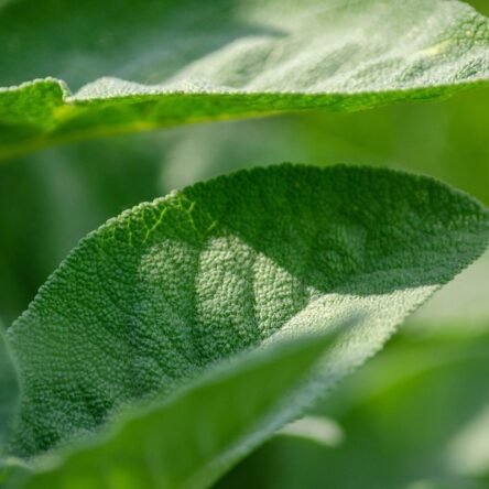 Propiedades del aceite esencial de Salvia blanca
